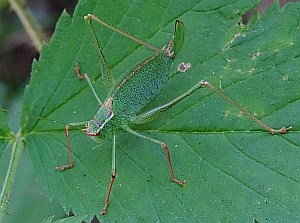 Female Speckled Bush-cricket - Leptophyes punctatissima © Teresa Farino